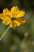 Flores del Botnico: Amarilla