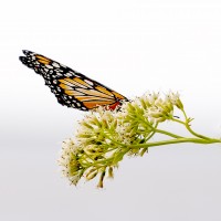 Mariposa Monarca y flores blancas