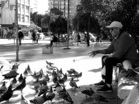 El hombre y las palomas