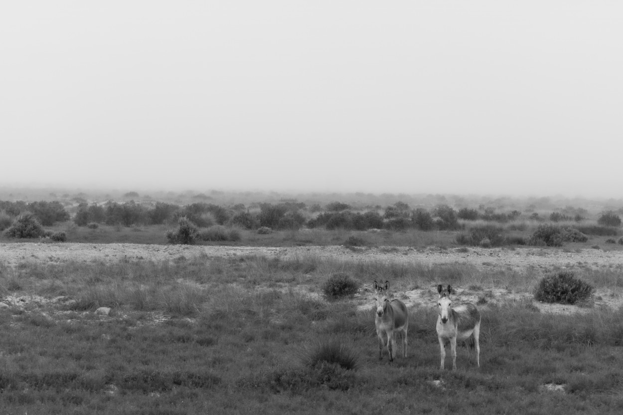 "Dos burros en la neblina" de Rubn Alejandro Yonzo