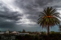 La palmera bajo la tormenta