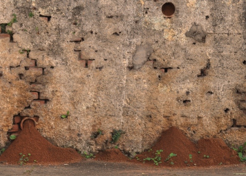 "Arquitetura das formigas e suas muralhas...leia" de Decio Badari