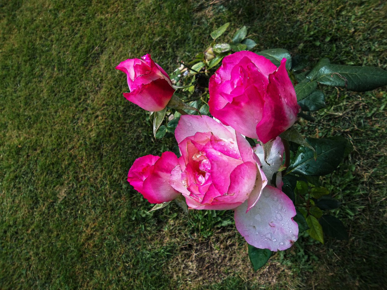 "`Rosas otoales`" de Iris Elizabeth Scotto