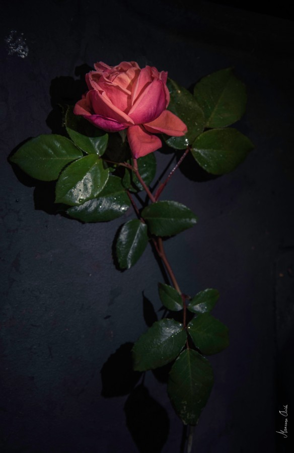 "Rosa" de Carmen Esteban