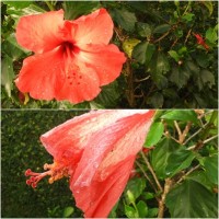 Fases....O hibisco  a flor smbolo do Hava...ler