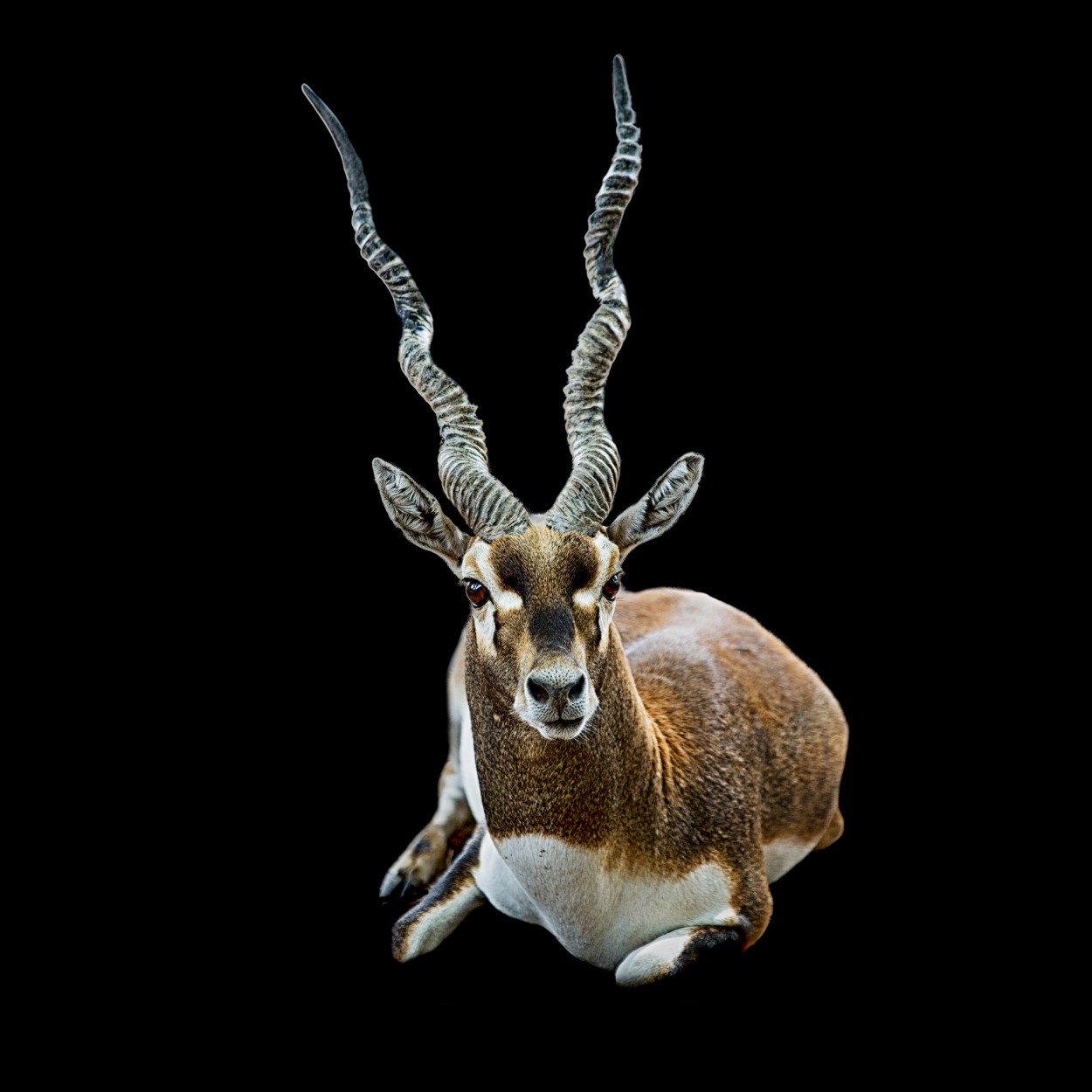 "Antilope indio" de Carlos Gianoli