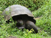 tortuga gigante de Galapagos
