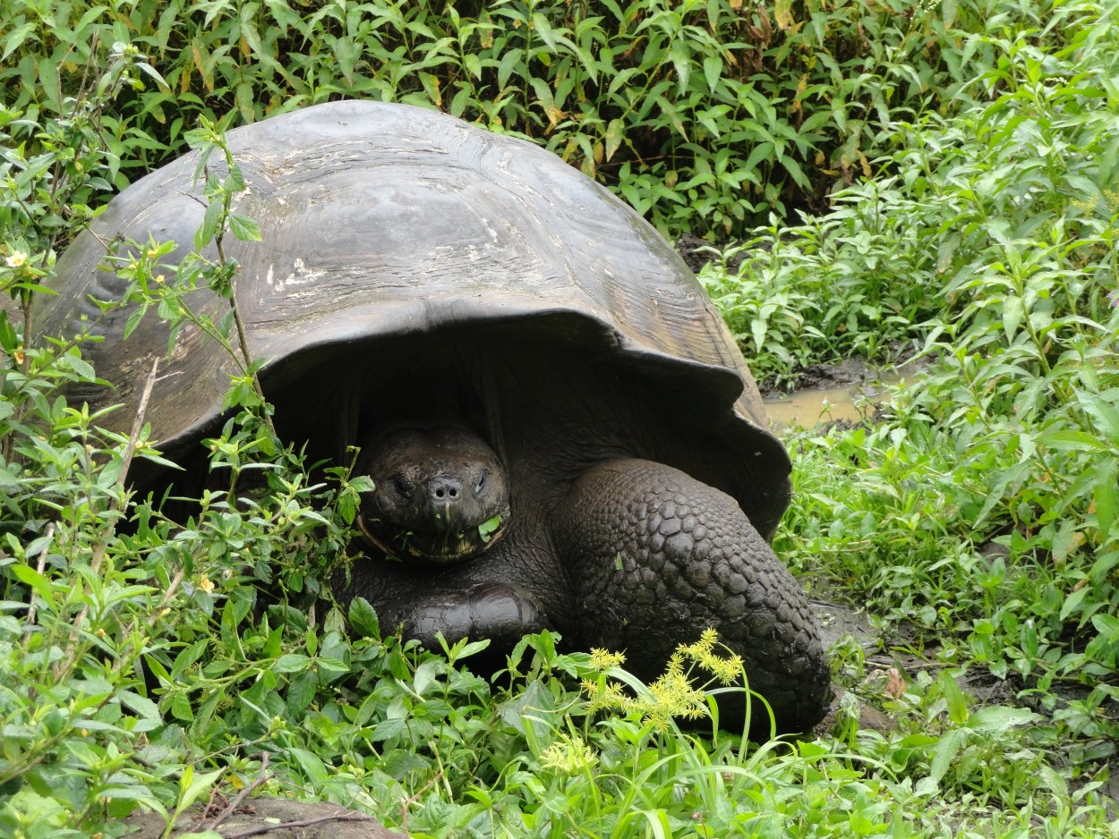 "tortuga gigante de Galapagos" de Dina Maria Lezama
