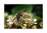 Cargando polen y disfrutando nctar