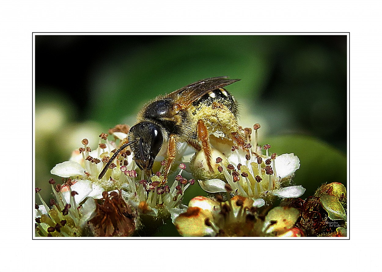 "Cargando polen y disfrutando nctar" de Alejandro del Valle