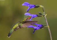 Common hummingbird