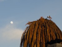 Una palmera seca, tres palomas y la luna
