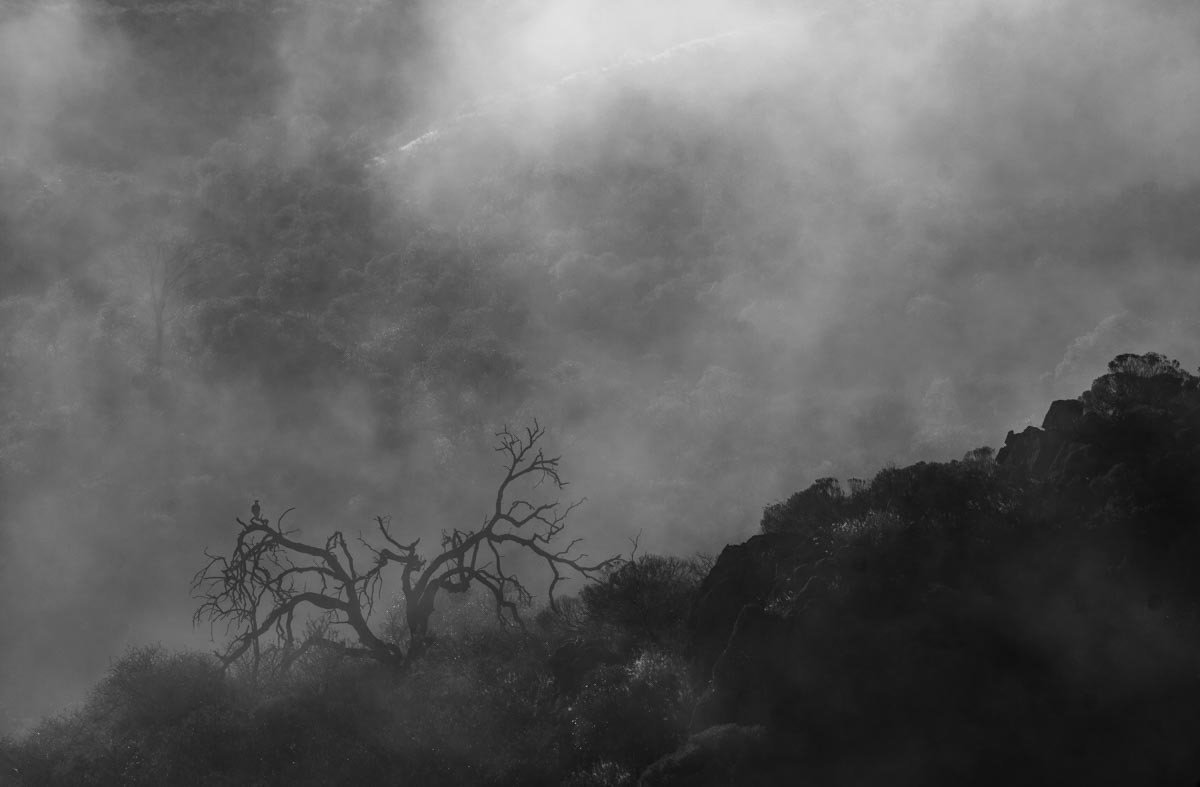 "Entre la Niebla" de Marcelo Giorgi