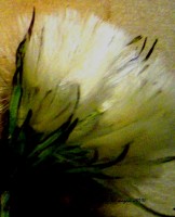 flor de cardo