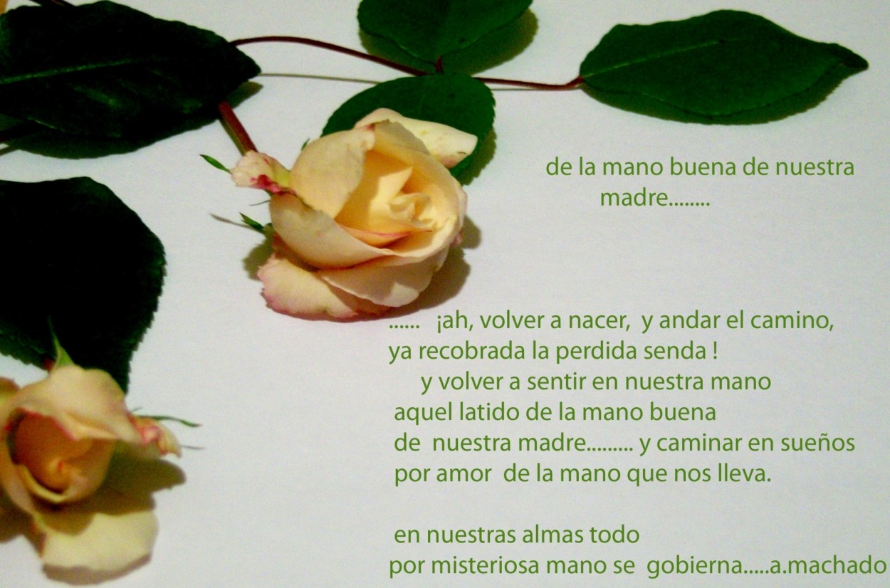 "rosas" de Beatriz Di Marzio