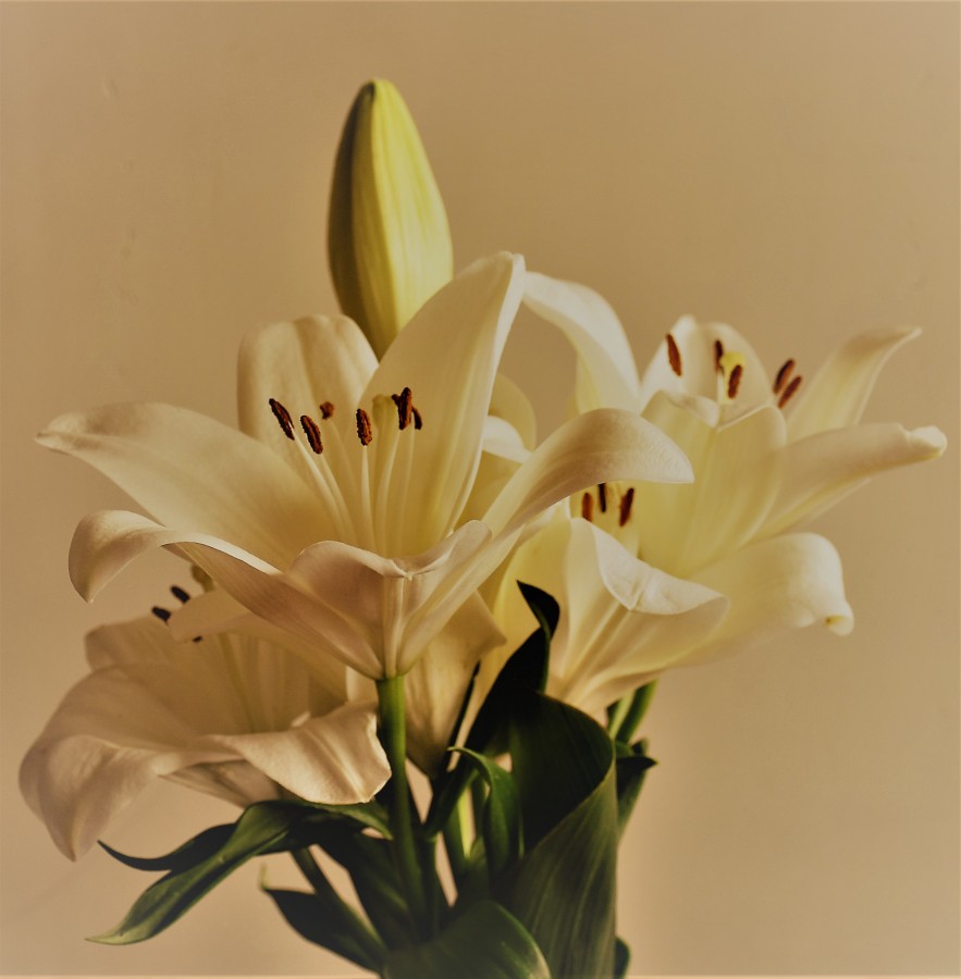 "Flores" de Daniel Pantin