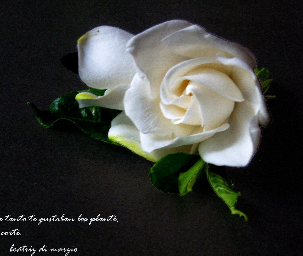 "gardenia" de Beatriz Di Marzio