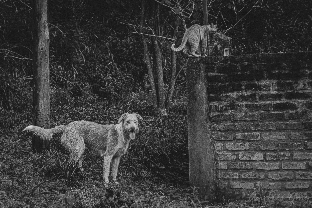 "Como perros y gatos" de Andrs Gmez