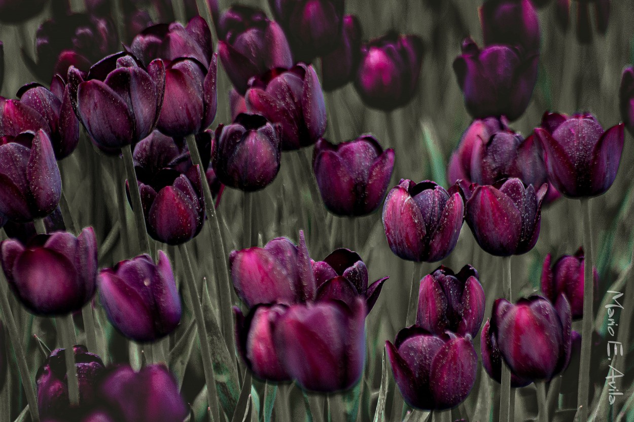 "campo de tulipanes negros" de Mario Edgardo Avila