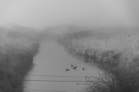 Cinco patos en la niebla