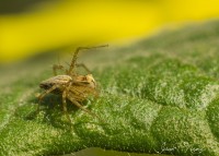 Araa Lince (Oxyopes sp)