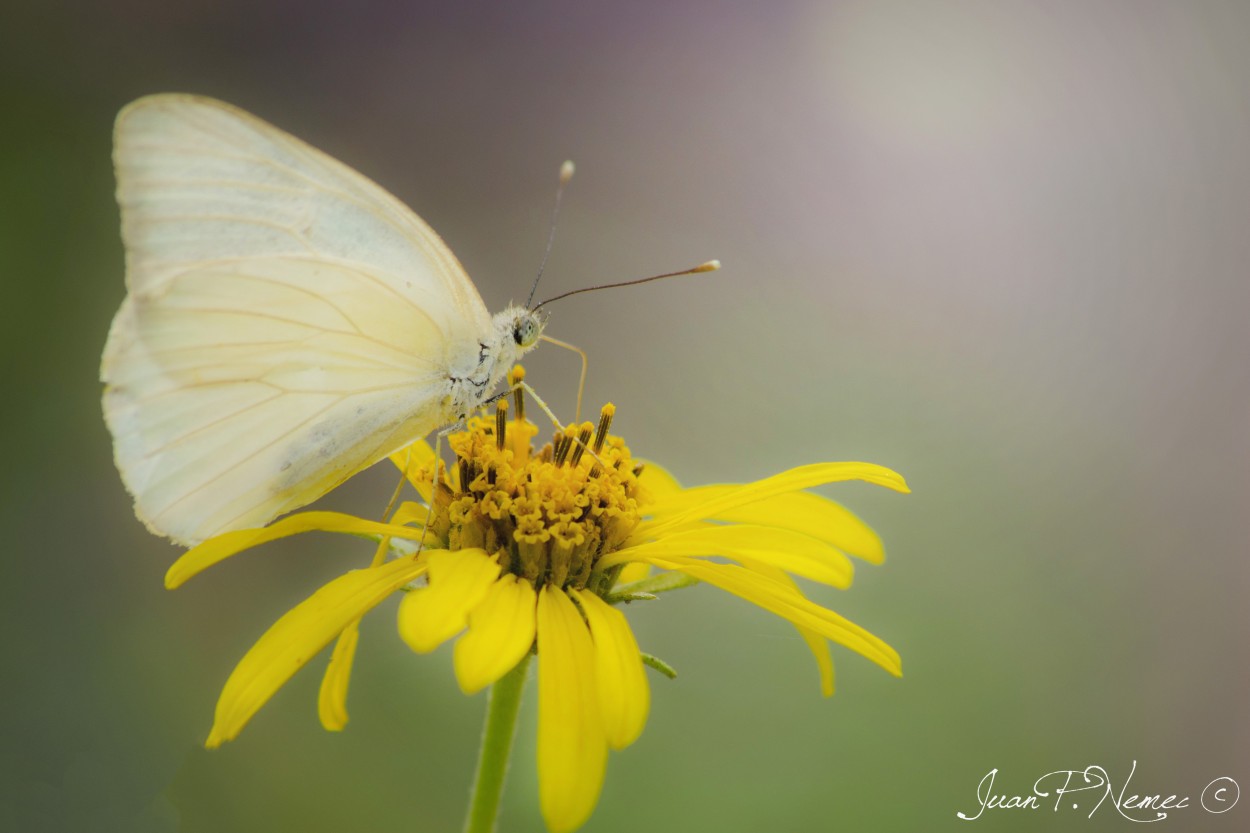 "Mariposa blanca (Ascia monuste)" de Juan P. Nemec