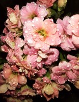 Calanchoes color rosa