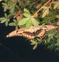 Mariposa nocturna