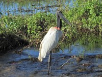 A grande cheia de 2018 no Pantanal de Corumb M.S.