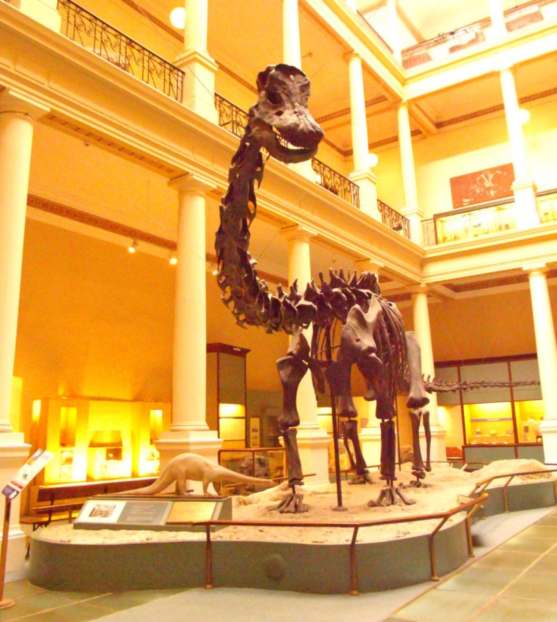 "Dinosaurio Diplodocus" de Elisabet Monica Saint Andre ( Moni )
