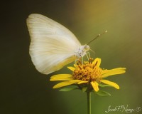 Una mariposa y una flor