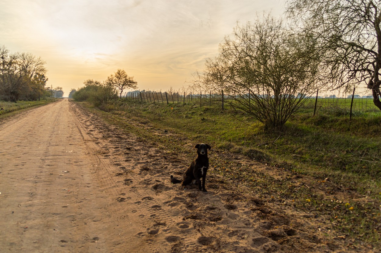 "Un perro en el camino" de Fernando Valdez Vazquez