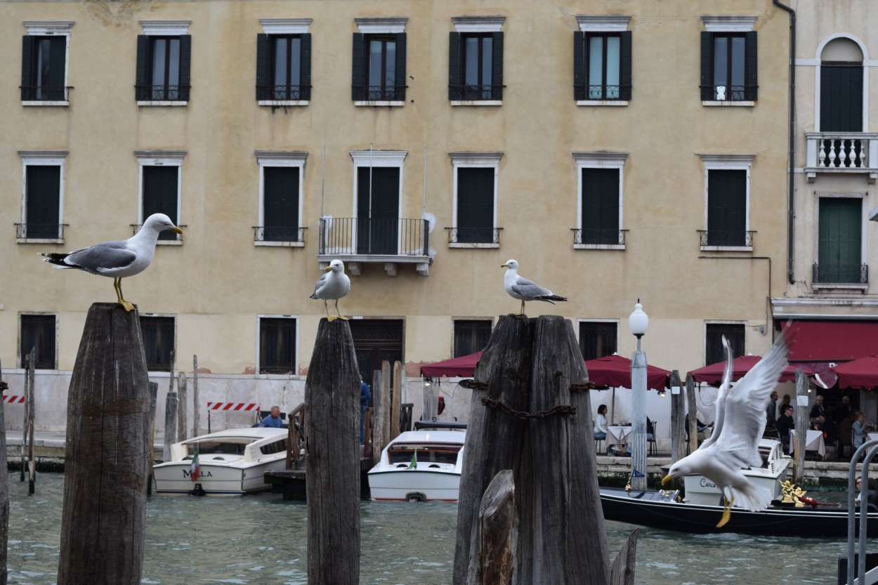 "Reunin en Venecia" de Oscar Mohamed