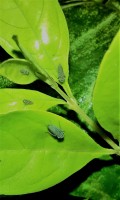 Insectos q se mimetizan con las hojas