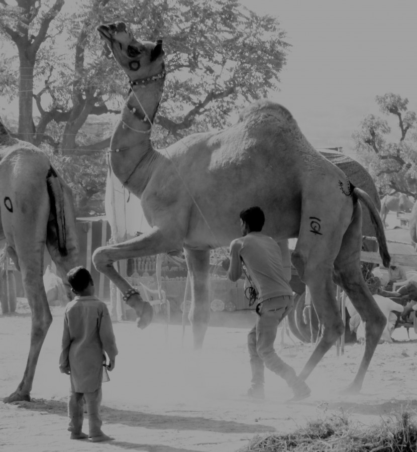 "Camello bailarn." de Francisco Luis Azpiroz Costa