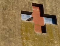 La paloma y la cruz