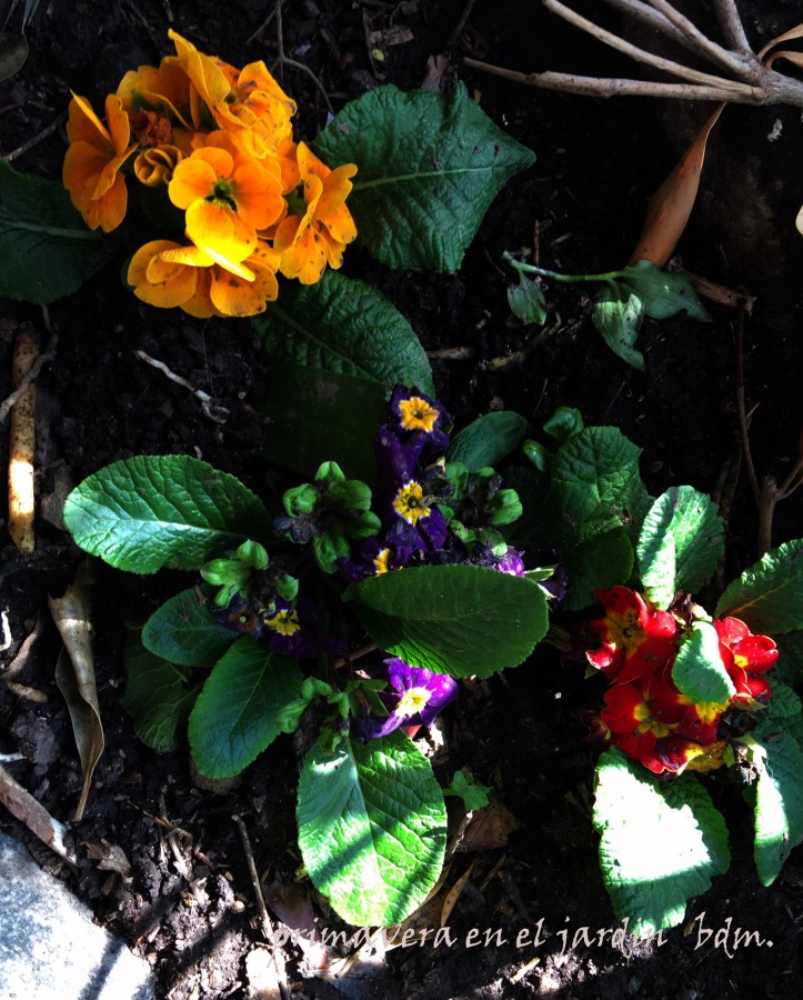 "primavera en el jardin" de Beatriz Di Marzio