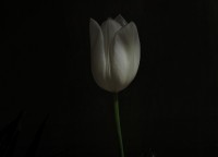 Blanco tulipan