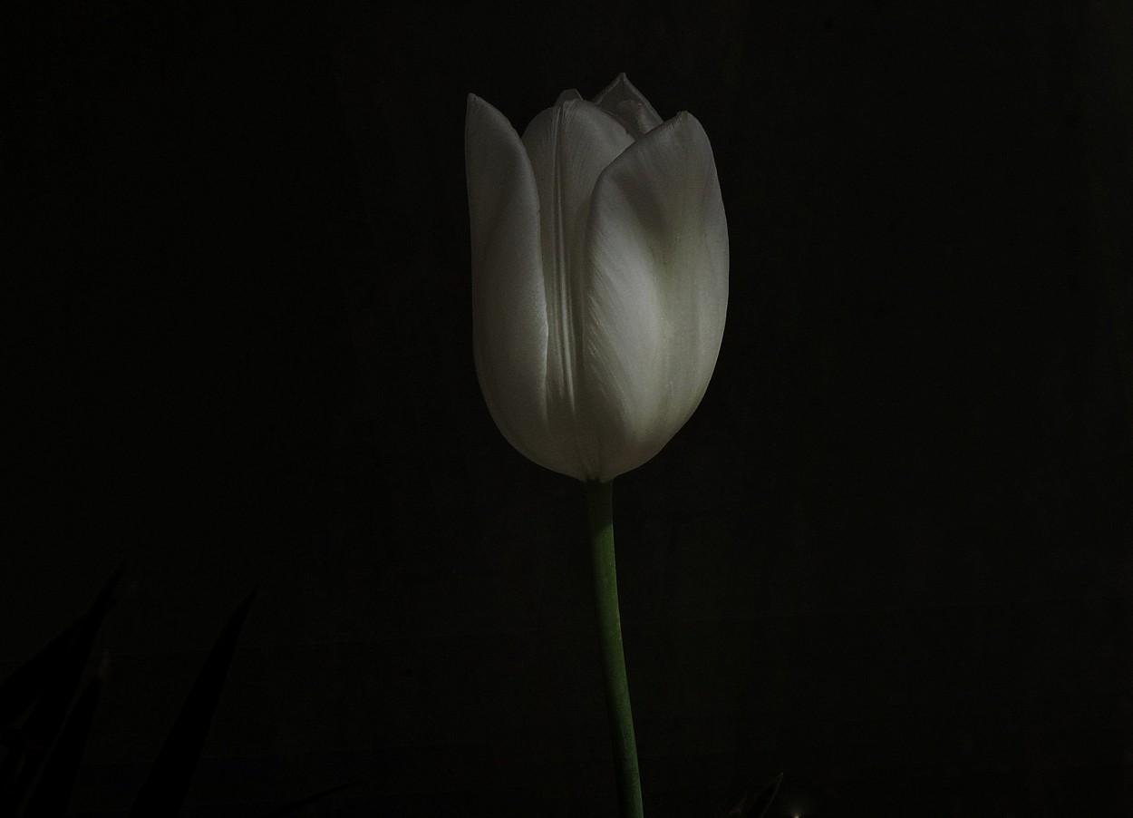 "Blanco tulipan" de Silvia Olliari