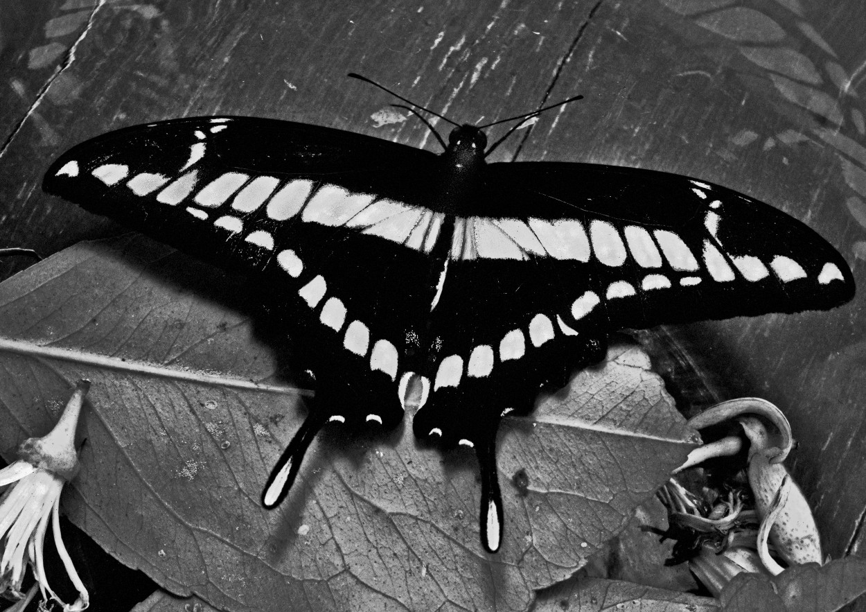 "Papillon." de Alejandro Silveira