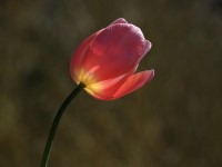 Iluminado Tulipan