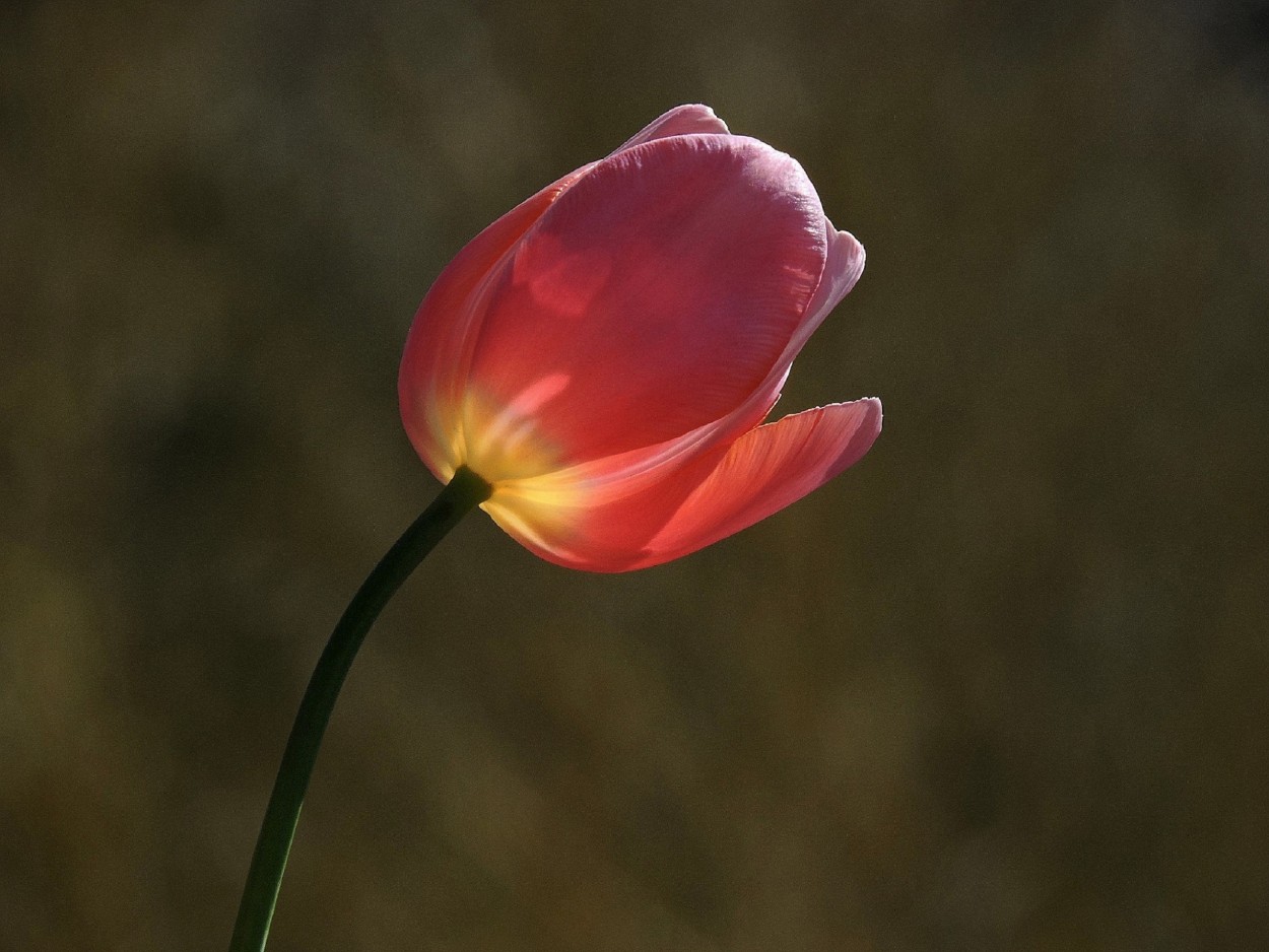 "Iluminado Tulipan" de Silvia Olliari