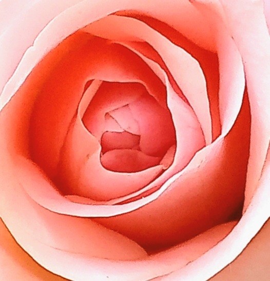 "Corazn Rosa" de Patricia Sallete