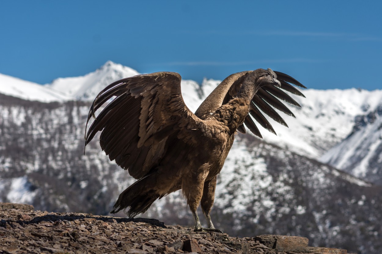 "Condor Traful Patagonia" de Fabio Cambronero