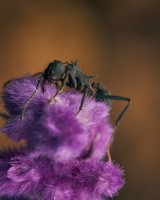 Hormiga en peluche