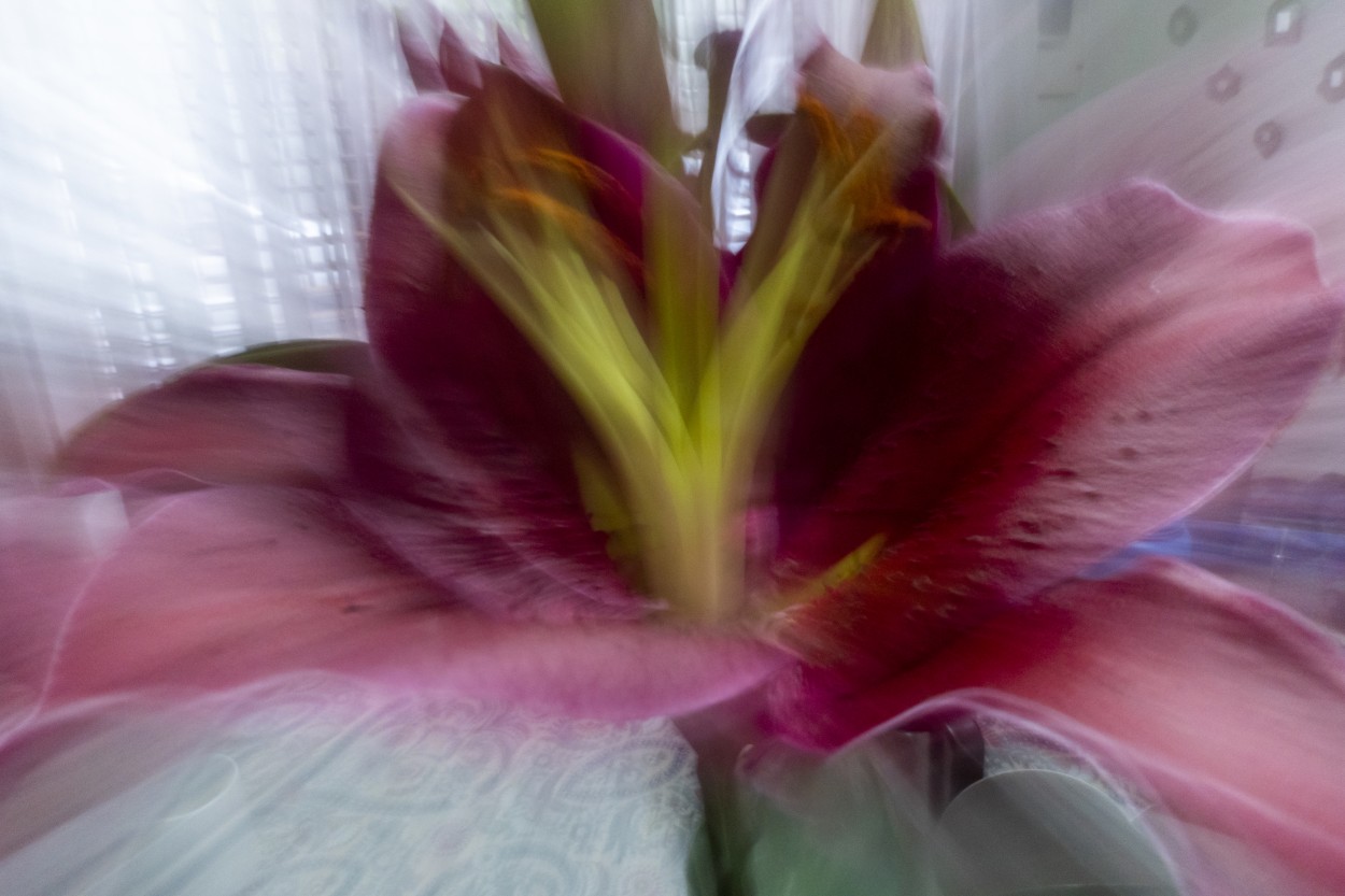 "Flower burst..." de Beatriz Neto
