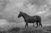 Un caballo en la tormenta