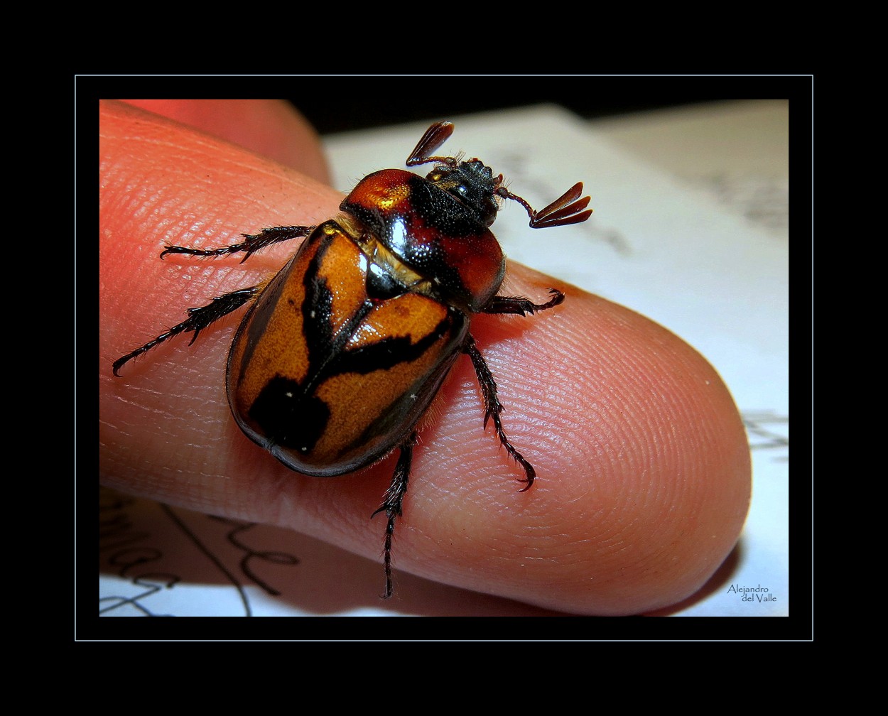 "Escarabajo y huella digital" de Alejandro del Valle