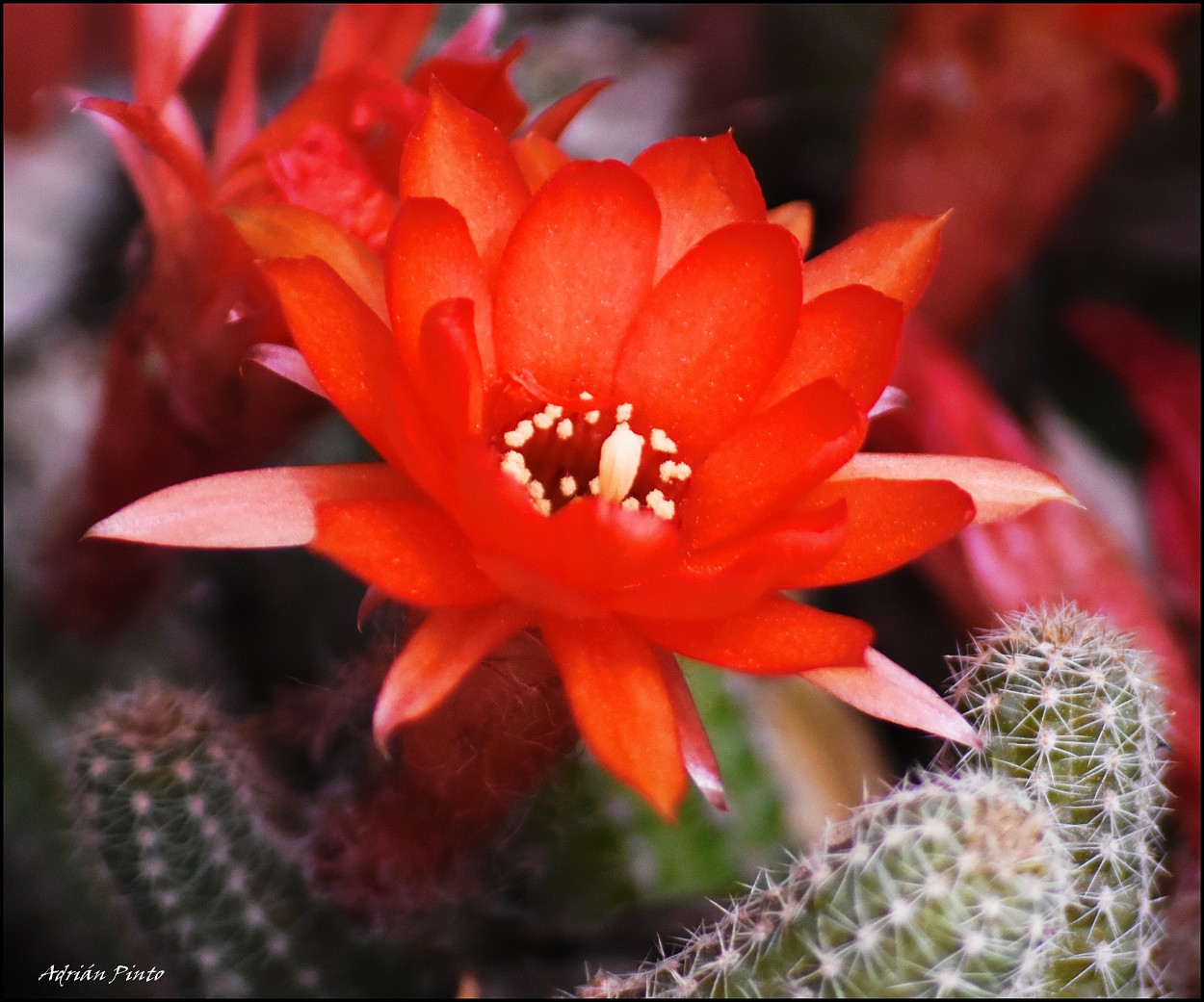"Cactus Cerebro y su Flor..." de Adrian Pinto