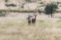 Ciervos en La Pampa